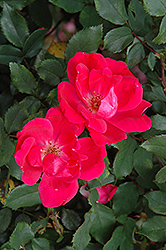 Red Knock Out Rose (Rosa 'Red Knock Out') at Valley View Farms