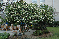 Japanese Privet (Ligustrum japonicum) at Valley View Farms