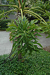 Tree Philodendron (Philodendron bipinnatifidum) at Valley View Farms