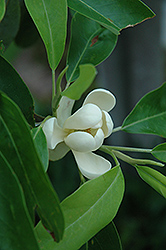 Sweetbay Magnolia (Magnolia virginiana) at Valley View Farms