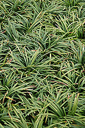 Dwarf Mondo Grass (Ophiopogon japonicus 'Nanus') at Valley View Farms