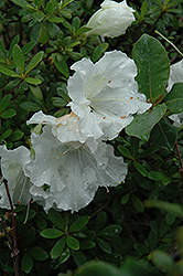 Gumpo White Azalea (Rhododendron 'Gumpo White') at Valley View Farms
