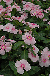 Titan Icy Pink Vinca (Catharanthus roseus 'Titan Icy Pink') at Valley View Farms