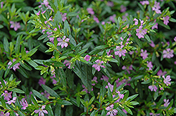 False Heather (Cuphea hyssopifolia) at Valley View Farms