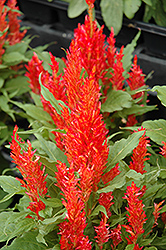 Plumed Celosia (Celosia plumosa) at Valley View Farms