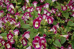 Clown Burgundy Torenia (Torenia 'Clown Burgundy') at Valley View Farms