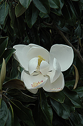 D.D. Blanchard Magnolia (Magnolia grandiflora 'D.D. Blanchard') at Valley View Farms