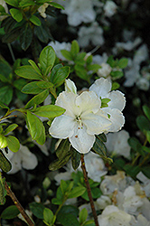 Pleasant White Azalea (Rhododendron 'Pleasant White') at Valley View Farms