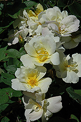 Sunny Knock Out Rose (Rosa 'Radsunny') at Valley View Farms
