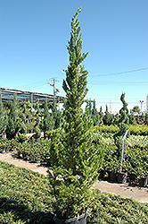 Hollywood Juniper (Juniperus chinensis 'Torulosa') at Valley View Farms