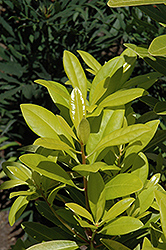 Florida Sunshine Anise (Illicium parviflorum 'Florida Sunshine') at Valley View Farms