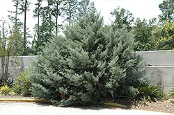 Carolina Sapphire Arizona Cypress (Cupressus arizonica 'Carolina Sapphire') at Valley View Farms