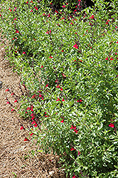 Furman's Red Texas Sage (Salvia greggii 'Furman's Red') at Valley View Farms