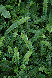 Lemon Buttons Fern (Nephrolepis cordifolia 'Duffii') at Valley View Farms