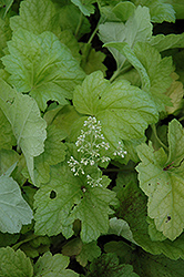Electric Lime Coral Bells (Heuchera 'Electric Lime') at Valley View Farms