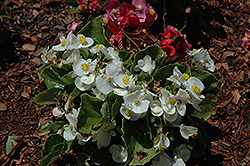 Olympia White Begonia (Begonia 'Olympia White') at Valley View Farms