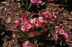 Olympia Pink Begonia (Begonia 'Olympia Pink') at Valley View Farms