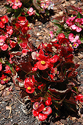 Olympia Red Begonia (Begonia 'Olympia Red') at Valley View Farms