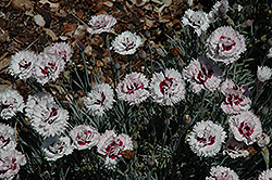 Silver Star Pinks (Dianthus 'Silver Star') at Valley View Farms