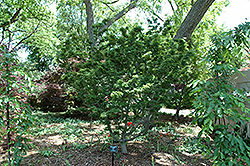 Ojishi Japanese Maple (Acer palmatum 'Ojishi') at Valley View Farms