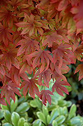 Adrians Compact Japanese Maple (Acer palmatum 'Adrian's Compact') at Valley View Farms