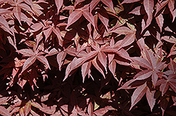 Rhode Island Red Japanese Maple (Acer palmatum 'Rhode Island Red') at Valley View Farms