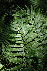 Dixie Wood Fern (Dryopteris x australis) at Valley View Farms