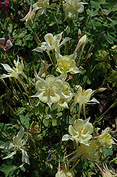 Origami Yellow Columbine (Aquilegia 'Origami Yellow') at Valley View Farms