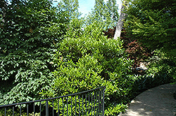 Chindo Sweet Viburnum (Viburnum awabuki 'Chindo') at Valley View Farms