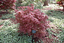 Aratama Japanese Maple (Acer palmatum 'Aratama') at Valley View Farms