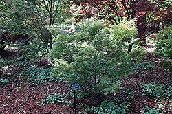 Wilson's Pink Dwarf Japanese Maple (Acer palmatum 'Wilson's Pink Dwarf') at Valley View Farms