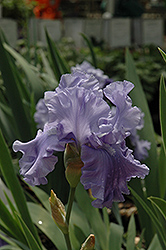 Abiqua Falls Iris (Iris 'Abiqua Falls') at Valley View Farms