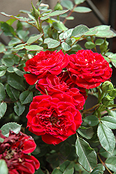 Red Sunblaze Rose (Rosa 'Meirutral') at Valley View Farms
