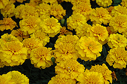 Janie Gold Marigold (Tagetes patula 'Janie Gold') at Valley View Farms