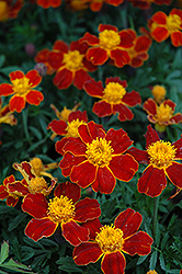 Disco Red Marigold (Tagetes patula 'Disco Red') at Valley View Farms