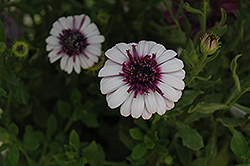 3D Berry White African Daisy (Osteospermum '3D Berry White') at Valley View Farms