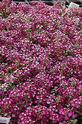 Wonderland Deep Purple Sweet Alyssum (Lobularia maritima 'Wonderland Deep Purple') at Valley View Farms