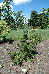Gowdy Oriental Spruce (Picea orientalis 'Gowdy') at Valley View Farms