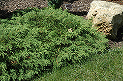 Russian Cypress (Microbiota decussata) at Valley View Farms
