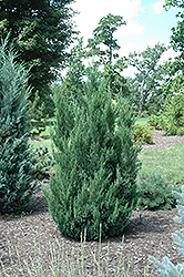 Blue Point Juniper (Juniperus chinensis 'Blue Point') at Valley View Farms