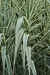 Peppermint Stick Giant Reed Grass (Arundo donax 'Peppermint Stick') at Valley View Farms