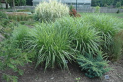 Silberfeder Maiden Grass (Miscanthus sinensis 'Silberfeder') at Valley View Farms