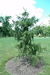 Red Tipped Norway Spruce (Picea abies 'Rubra Spicata') at Valley View Farms