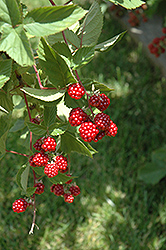 Heritage Raspberry (Rubus 'Heritage') at Valley View Farms