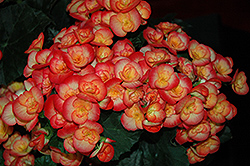 Carneval Begonia (Begonia x hiemalis 'Carneval') at Valley View Farms