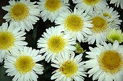 Realflor Real Glory Shasta Daisy (Leucanthemum x superbum 'Real Glory') at Valley View Farms