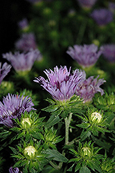 Mel's Blue Aster (Stokesia laevis 'Mel's Blue') at Valley View Farms