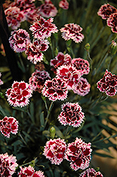 EverLast Lilac plus Eye Pinks (Dianthus 'EverLast Lilac Plus Eye') at Valley View Farms
