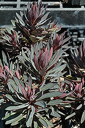Blackbird Evergreen Spurge (Euphorbia 'Nothowlee') at Valley View Farms