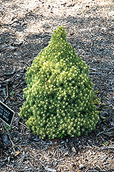 Pixie Dust Alberta Spruce (Picea glauca 'Pixie Dust') at Valley View Farms